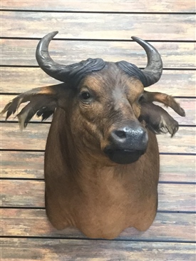 Dwarf Buffalo / Forest Buffalo