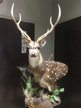 Axis Deer