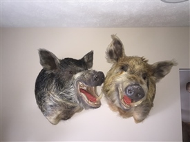 Wild boar 