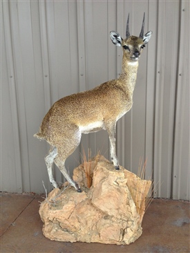 Klipspringer 