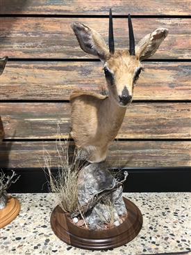 Duikers all species 