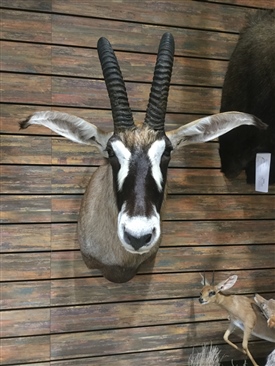 Roan Antelope