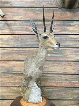 Vail Reedbuck