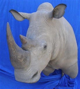 Rhino
