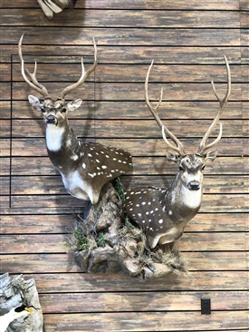 Axis deer