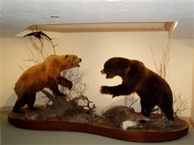 Russian bears