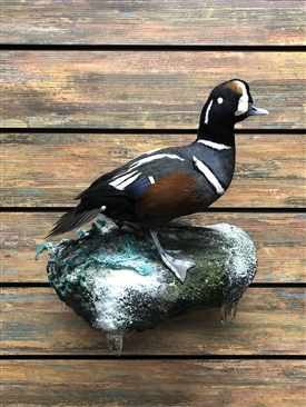 Ducks