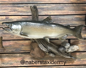salmon