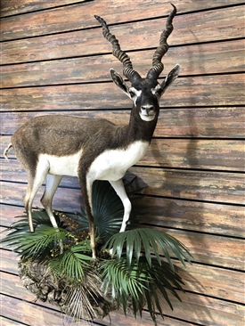 Black bucks