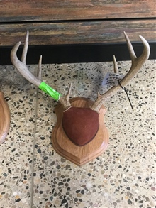 Antler mounts