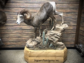 Desert Bighorn sheep