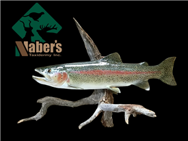 Rainbow trout