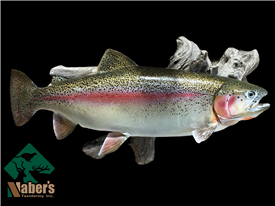 Cutbow Trout