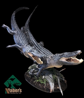 Alligator