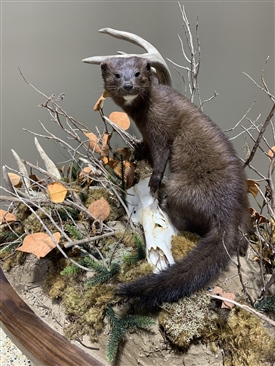 Mink/pine martin/fishers
