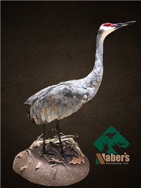Sandhill crane