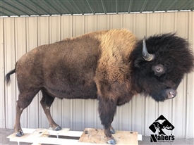 Bison