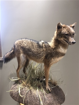 Serbian Jackal 