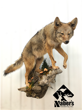 Coyotes