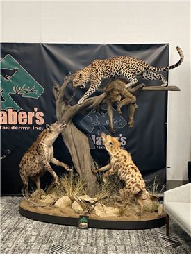 Leopards