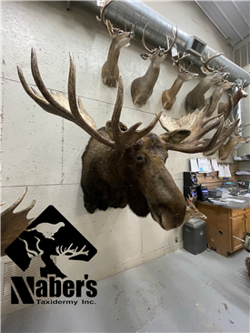 Russian Moose