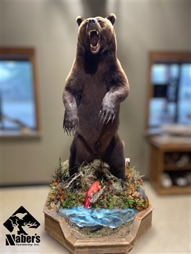 Grizzly and Brown bears