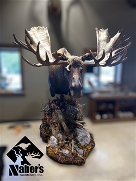 Moose