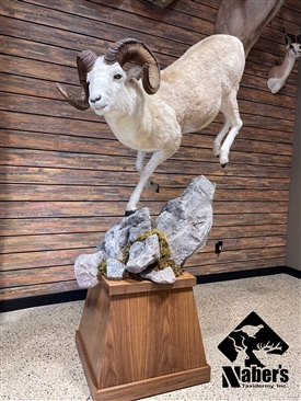 Dall sheep