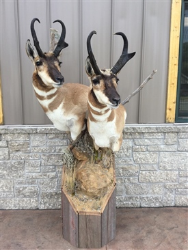 Antelope