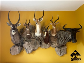 Wall collages 