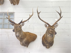 Sika Deer