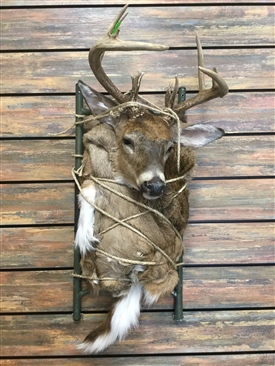 Whitetail Deer pack mounts