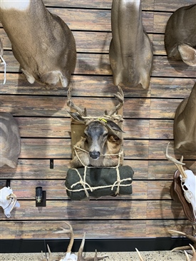 Sika Blacktail deer pack mounts