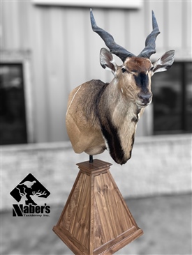 Lord derby eland 