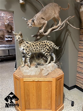 Serval Cat