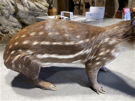 Paca