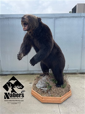 Croatia brown bear