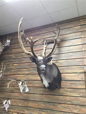 Caribou