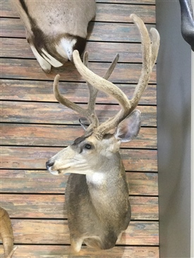 Mule Deer
