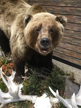 All Bears