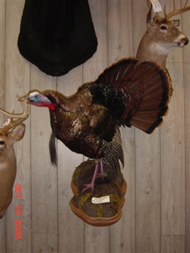 Turkey Mounts
